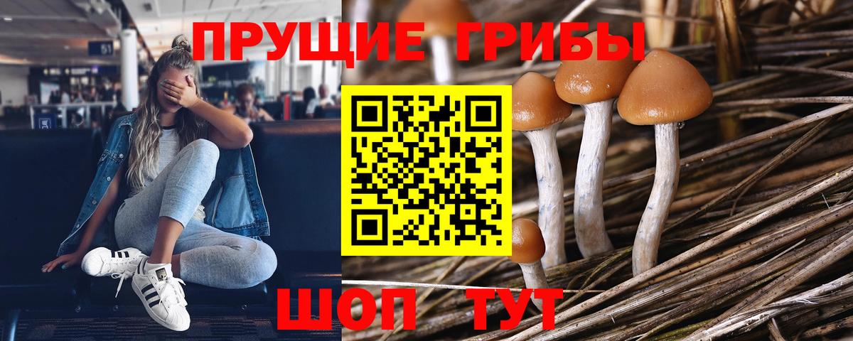 Галлюциногенные грибы Cubensis Дубна